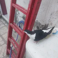 ساده سیاه طوقی سرخ