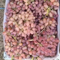 نهال انگور بیدانه و شانی