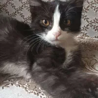 واگذاری رایگان گربه نر به سرپرست دائم و مهربان