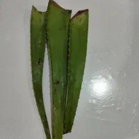 برگ الوئه ورا