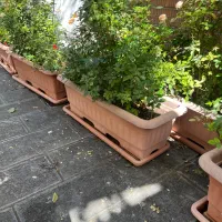 فلاورباکس بزرگ|گل و گیاه طبیعی|تهران, قلهک|دیوار