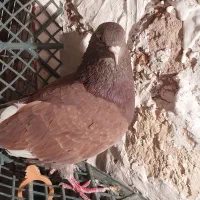 کبوتر پرشی|پرنده|نسیمشهر, |دیوار