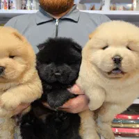 توله چاوچاو های سالم با شناسنامه