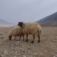 قوچ دو ساله|حیوانات مزرعه|سیروان, |دیوار