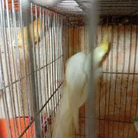 عروس نرلوتیتو۱۴ماهه