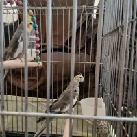 یک جفت عروس هلندی|پرنده|کرج, اسدآباد|دیوار