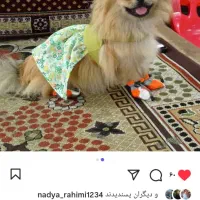 توله سگ پامر ییگنیز عروسک توله