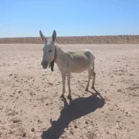الاغ