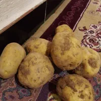 سلام کارگر برای سورت سیب زمینی دارم