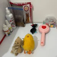 شیتزو|سگ|ابهر, |دیوار