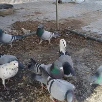 کبوتر پلاکی|پرنده|شاهینشهر, گرگاب|دیوار