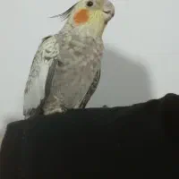 عروس هلندی ماده مینیاتوری ۱۵ ماهه مست مست سخنگو