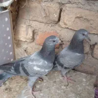 جوجه سبز فوق پرشی بالای ۹ساعت