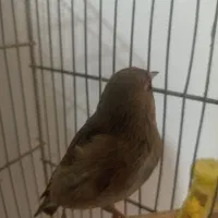 سره|پرنده|مشهد, طبرسی شمالی|دیوار