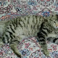 گربه گمشده|حیوانات|زنجان, |دیوار
