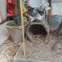 خروس  مینیاتوری|پرنده|اسلام‌شهر, شهرک سالور|دیوار