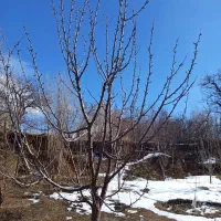 هرس کاری|خدمات باغبانی و درختکاری|تبریز, |دیوار