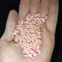 خرید و فروش نخود ـ گندم ـ جوـ بذر