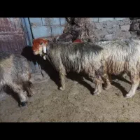 فوری فوری دزدیدن 7میش با یه بز|حیوانات|دزپارت, |دیوار