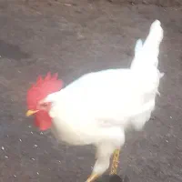 فروش سه عدد خروس زیبا وجوان