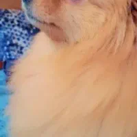 سگ پامر