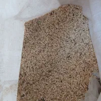 جو آبی فروشی فریمان