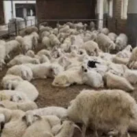 دامداری-با-پروانه-و-امتیازات-کامل-روستای-خرم-آباد