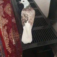 ماده سرور