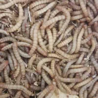 کرم میلورم زنده