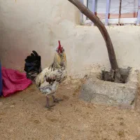 فروشی|اسباب و اثاث بچه|بیجار, |دیوار