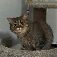 گربه گمشده ماده