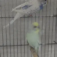 مرغ عشق مولد با جوجه