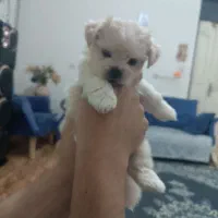 عروسکی جیبی پشمی ۴ تومن