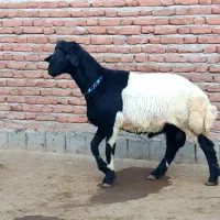 میش آبستن و قوچ|حیوانات مزرعه|ملکان, |دیوار