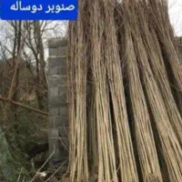 نهال صنوبر نیگرا ، درخت صنوبر، گلخانه نهالستان|گل و گیاه طبیعی|مشهد, خواجه ربیع|دیوار