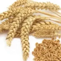 سبوس دامی  عمده