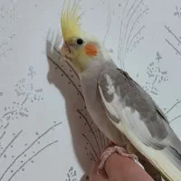 عروس هلندی ابلغ