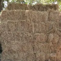 کاه(کلش) برنج هاشمی