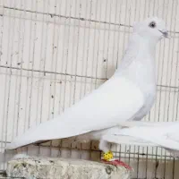 سینه ابی الماسی قواردار