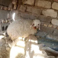 بره|حیوانات مزرعه|نیمروز, |دیوار