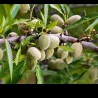 نهال اصلاح شده پیوندی بادام گردو و کل نهال|خدمات باغبانی و درختکاری|رفسنجان, |دیوار