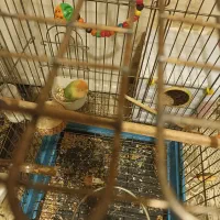 برزیلی|پرنده|تهران, آذربایجان|دیوار