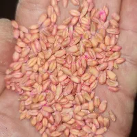 فروش گندم بذری پیشگام مادری بوجاری شده|خدمات باغبانی و درختکاری|سیلاخور, |دیوار