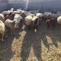 فروش گوسفند 11عدد