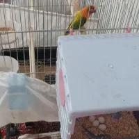 جفت برزیلی یووینگ مولد|پرنده|پاکدشت, خاتون آباد|دیوار