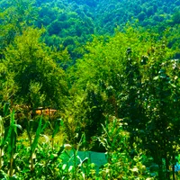 *سوییت نوساز/ وشیک/تمیز در دل طبیعت/پارکینگ دار|اجارهٔ کوتاه‌مدت آپارتمان و سوئیت|رضوانشهر, |دیوار