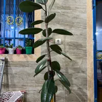 گل فیکوس|گل و گیاه طبیعی|رشت, حومه رشت|دیوار