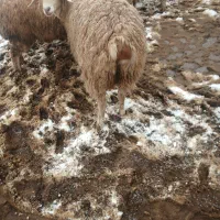 گوسفند فومن