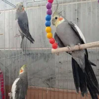 عروس هلندی مولدو لوتینو