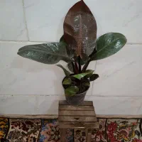 گلخانه آذرگُشَسْب گل‌های ارزان با کیفیت|گل و گیاه طبیعی|اصفهان, باغ فدک|دیوار